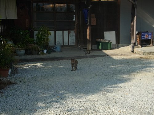 ハナあかりでお出迎えしてくれる猫